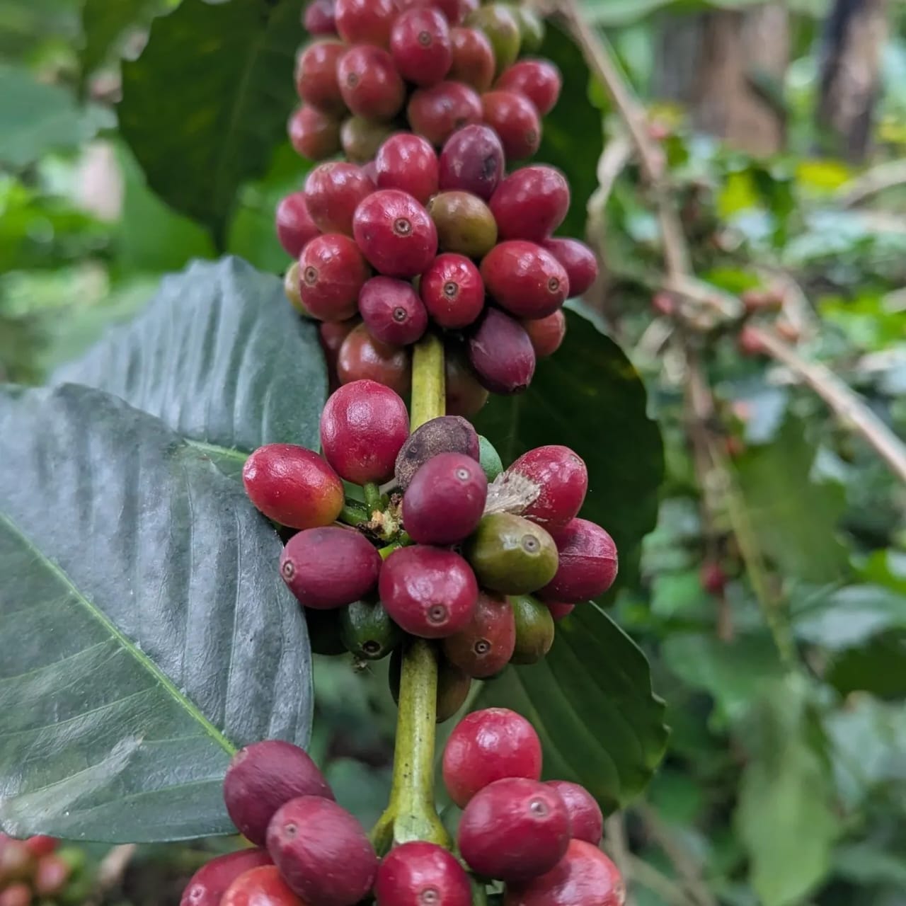 Coffee Tour 2